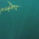 Illustration for article titled Man in kayak hooks 11-foot hammerhead shark, gets towed for 12 miles
